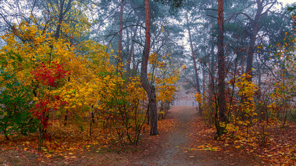 The forest is decorated with autumn colors. Mist covered the trees.