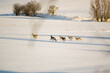 Stado gromada sarny biegnące przez polane w zimowej scenerii