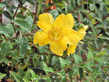 Closeup Shot Of A Yellow Hypericum In The Garden