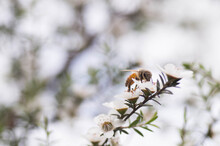 Honey Bee Collecting Pollen On Manuka Flower Plant For Honey Which Has Medicinal Properties