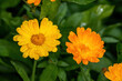 orange camomile flower bed