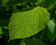 large green leaf droplets