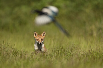 Wall Mural - red fox sitting in a meadow watching a magpie in flight.