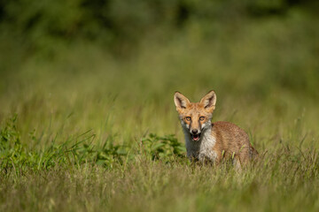 Wall Mural - red fox standing in a meadow of grass.