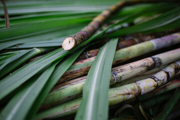 green sugar cane stems and leaves , one cut stem