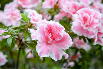 Wall Mural - pink and white azalea flowers in the garden