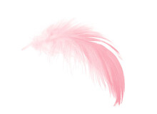 Pink Feather Isolated On White Background