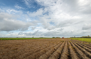 Wall Mural - Dutch agricultural landscape with potato ridges. The foliage of the crop has withered and the harvest can begin. The potato harvester has arrived already. It is a cloudy day at the end of summer.