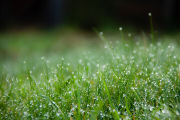 dew on grass