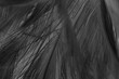 Beautiful dark black feather pattern  texture background