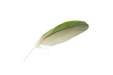 Beautiful green macaw parrot lovebird feather isolated on white background