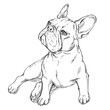 Cute french bulldog sketch. Vector illustration