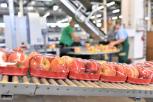 Nahrungsindustrie - Anlage Zur Verpackung Von Äpfeln Für Den Handel - Fliessband Closeup // Food Factory: Assembly Line With Apples And Workers
