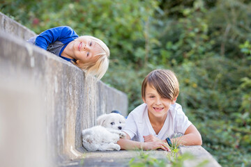 Canvas Print - Child, cute boy, playing with dog pet in the park, maltese dog and kid enjoying friendship