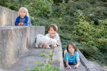 Poster - Child, cute boy, playing with dog pet in the park, maltese dog and kid enjoying friendship