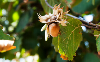 hazelnuts on the tree. autumn season.