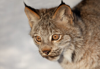 Wall Mural - Canada Lynx kitten (Lynx canadensis) walking in the winter snow in Montana, USA