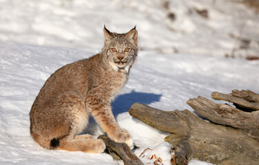 Wall Mural - Canada Lynx kitten (Lynx canadensis) walking in the winter snow in Montana, USA