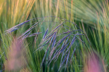 grass in the wind