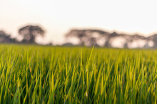 Green Rice Field With Mountain Blur Background.