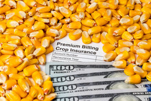Crop Insurance, Premium Bill, Corn Kernels And 100 Dollar Bills. Concept Of Yield Loss, Hail And Wind Field Damage And Farm Income Protection.