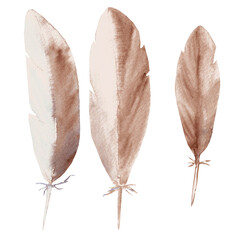 The feathers of birds in watercolor. Brown plumage.