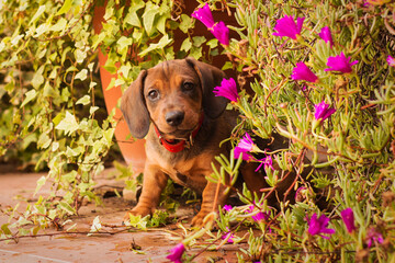 Puppy and flowers