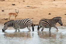 Zèbre De Burchell, Equus Quagga Burchelli, Parc National Kruger, Afrique Du Sud