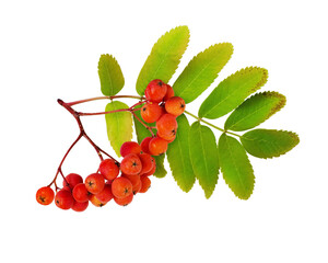 Wall Mural - red autumn rowanberries and leaves