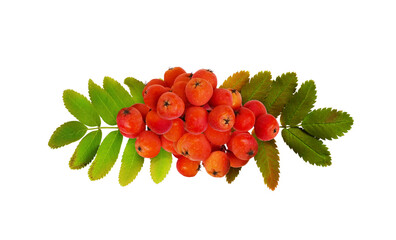 Wall Mural - red autumn rowanberries and leaves in a line arrangement