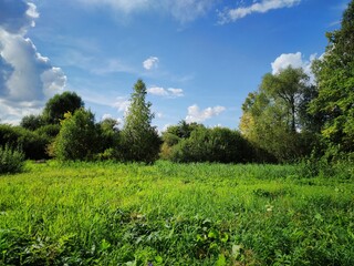 sunny landscape with green grass and trees on a blue sky background with clouds