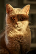 close up portrait of a British  cat 