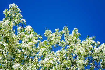 Blooming white apple tree on a background of blue sky on a sunny day. Beautiful flowering fruit trees. Blooming plant branches in spring warm bright sunny day. White tender flowers background.