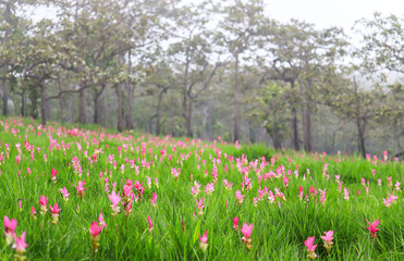 Wall Mural - Siam tulips blooming in the natural rainforest