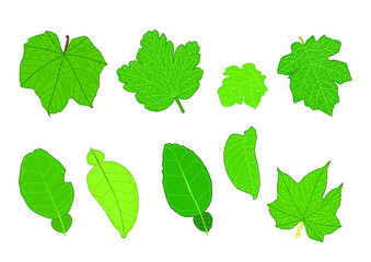 Wall Mural - Green Leaves fresh abstract isolated on white background illustration vector
