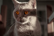 close up portrait of a british cat