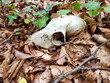 Totenkopf: Schädel eines toten Tieres