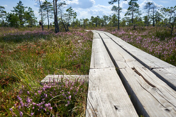 Wall Mural - Wooden path in the swamp during summer time