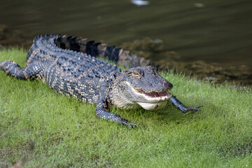 Sticker - Alligator sitting in the grass near a pond