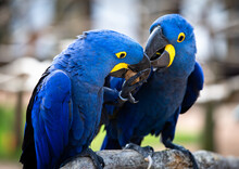 Two Blue And Yellow Hyacinth Macaws (parrots), Fighting Over Walnut