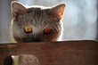 close up of a  funny british cat