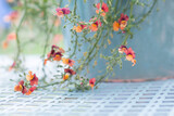 Fototapeta Do pokoju - Summer flowers in turquoise pot patio garden