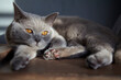 portrait of a sleepy  british cat