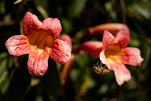 Two Pink And Yellow Flowers With A Bee Hanging On The Edge Of One Of The Flowers. 