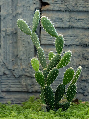 Poster - Cultivated cactus full of thorns