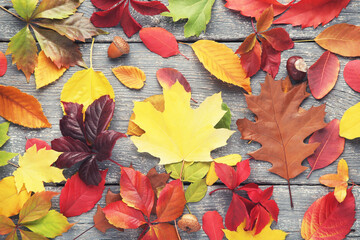 Wall Mural - Colorful autumn leafs with acorns and chestnut on grey wooden table