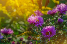 Purple Aster Flowers In The Rays Of The Evening Sun