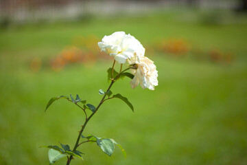 Wall Mural - white rose in the green garden