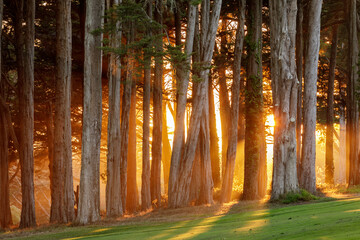 Dramatic Sunset of Monterey Cypress Trees over the Presidio in San Francisco, California.