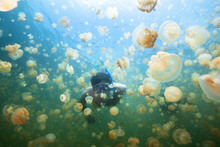 Man Snorkeling In Jellyfish Lake, Palau.
